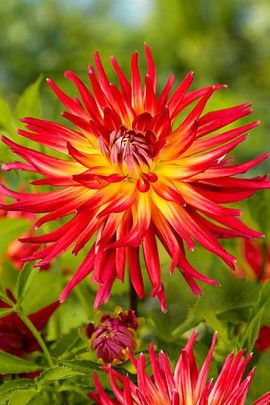 Dahlia 'Bora Bora', 'Bora Bora' Dahlia, Cactus Dahlias, Bicolor Dahlia Flowers, Red Dahlias, Yellow Dahlias, Dahlia Tubers, Dahlia Bulbs, Dahlia Flower, Dahlia Flowers, summer bulbs 